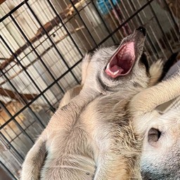 ลูกชิ้นทอดกลางซอย