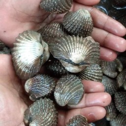 ตำหอยแครงครึ่งกิโล