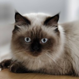 คุณหนูคาปูชิโน