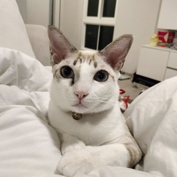 คุณนายนมสด