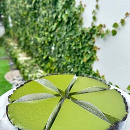 นามะมัทฉะทาร์ต