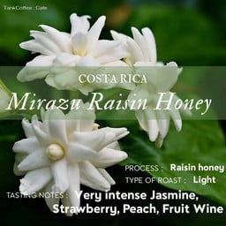 Costarica Mirazu - Light Roast