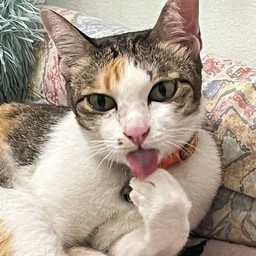 น้องตั้งเต (พนักงาน)