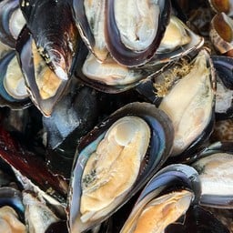 หอยชิลี