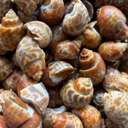 หอยหวาน