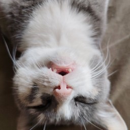 ทิปน้องแมว (ฝุ่นฝุ่น)