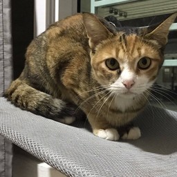 ทิปน้องปลาชะโด