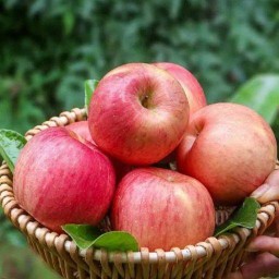 รถซิ่ง ผลไม้รวมหน้าCJ ปากกราน