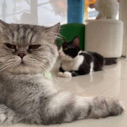 donate for cats