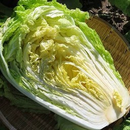 ผักกาดขาว