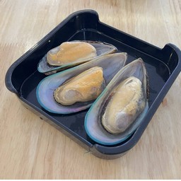 #67. หอยแมงภู่紐西蘭青口