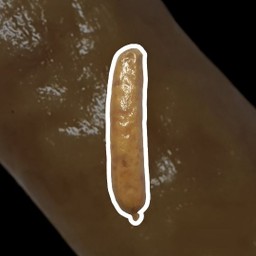 ไส้กรอกแฮม