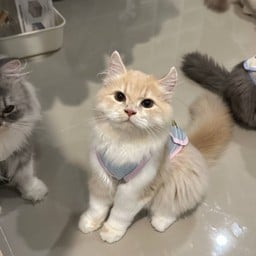 ลาเต้ พี่ชายคนโต