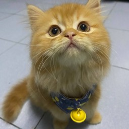 นมแพะอัดเม็ดให้ซัมเมอร์น้องฉาวฉุดฉวย