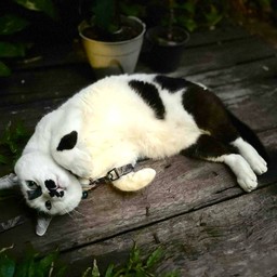 น้องคอปเปอร์ (พนักงาน)