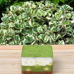 Matcha Banoffee