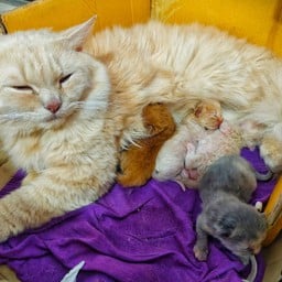 สุกี้ กะ ข้าว & มาม่าเกาหลีแซ่บเว่อร์