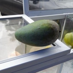 ผลไม้สดวาสะ