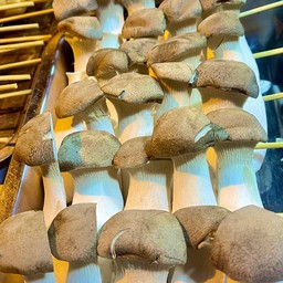 เห็ดออรินจิย่าง