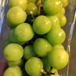 องุ่นไซมัสคัส