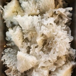 เห็ดขาว