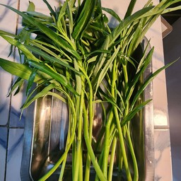 ผักบุ้ง