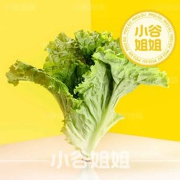 ผักกาดหอมจีน 生菜