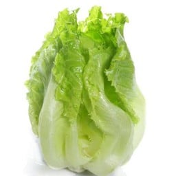 ผักกาดหอมนอก