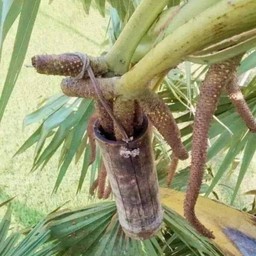 น้ำตาลโตนดแท้ 250 กรัม