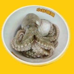 ปลาหมึกยักษ์เล็ก 小章魚