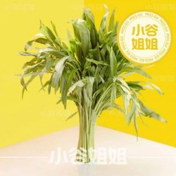 ผักบุ้ง 空心菜