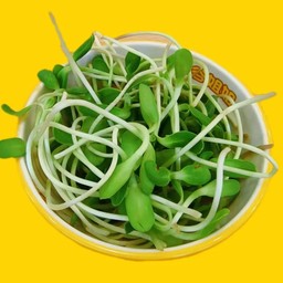 ต้นอ่อนทานตะวัน 40 กรัม 日葵苗