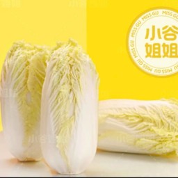 ผักกาดขาว 娃娃菜