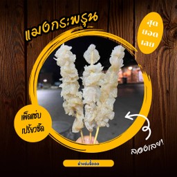 แมงกระพรุน