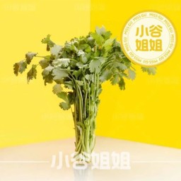 ขึ้นฉ่าย 香菜