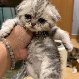 ผักโขมอบชีส