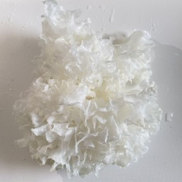 เห็ดหูหนูขาว