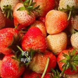 951 สมูทตี้