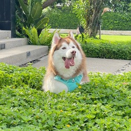 ทิปสำหรับคอปเปอร์ ผู้ชายในทุ่งหญ้า