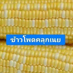ข้าวโพดคลุกเนย