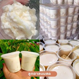 ลูกตาลนมสด