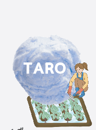 เผือกหอมบ้านหมอ (ไพน์)