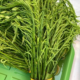 ชะอมสวน