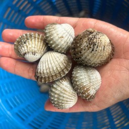 แครงบ่อไทยใหญ่60/70ตัวโล สด ไม่ลวก