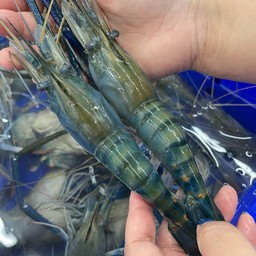 จินจุ้ง กุ้งเผา Jin Jung Kung Phao phuket เก็ตโฮ่