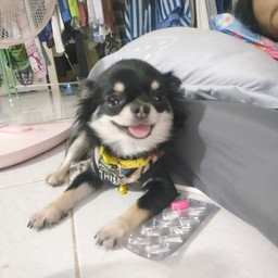 ทริปน้องข้าวตัง
