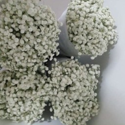 ช่อยิปโซ(G6)