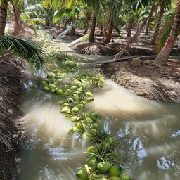 ป.ปลามะพร้าวน้ำหอม