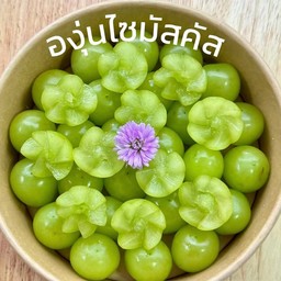 องุ่นไซมัสคัส
