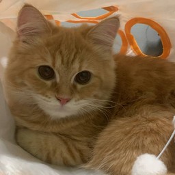 ทิปแซลม่อน (เจ้าของร้าน)